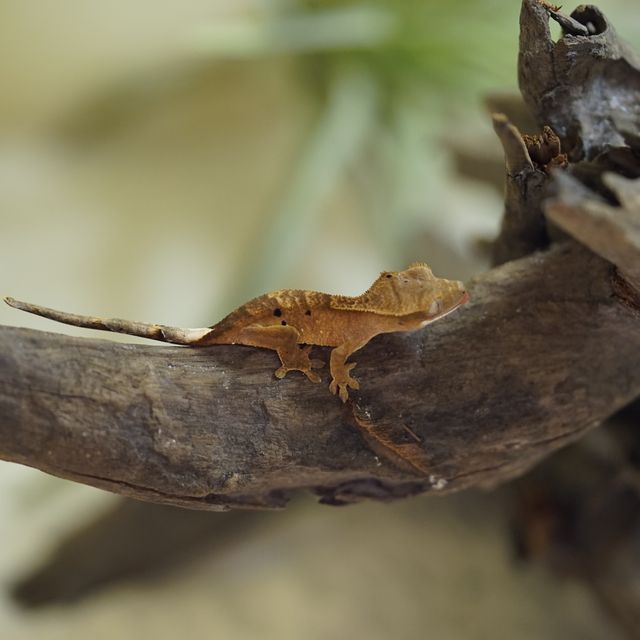 달마시안