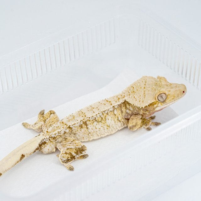 레드 트라이 익스트림할리퀸