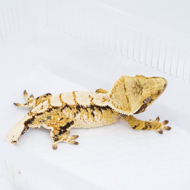 익스트림할리퀸