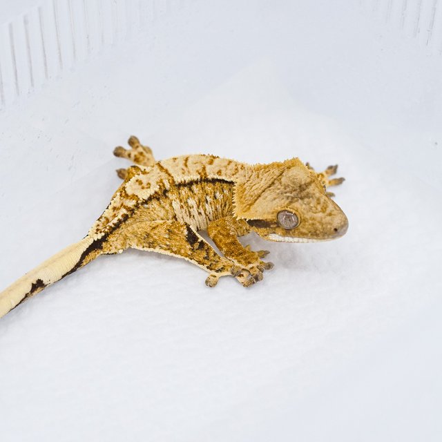 트라이 익스트림할리퀸