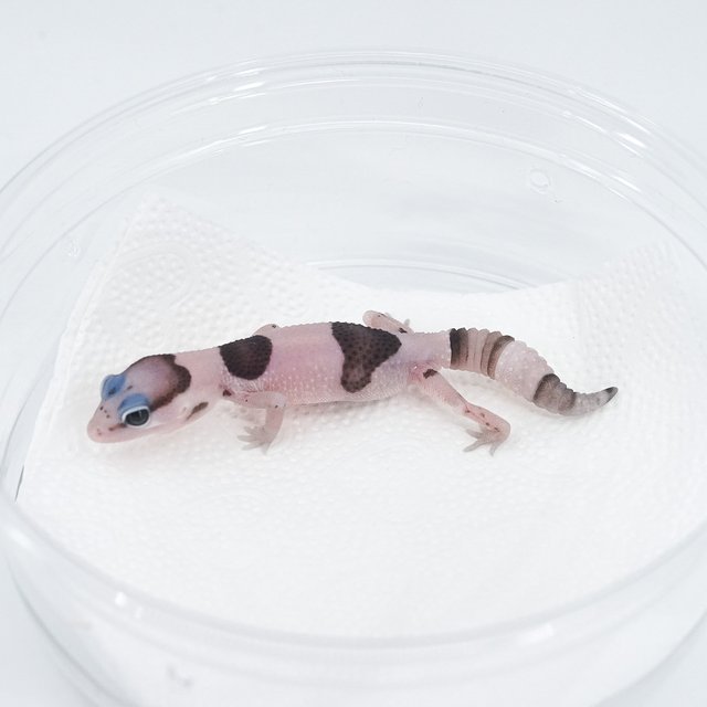 화이트아웃 오레오