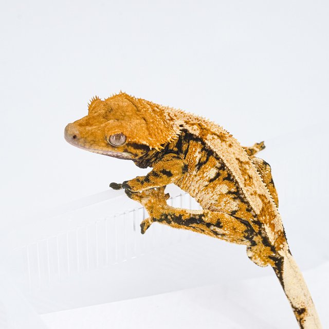 트라이 익스트림할리퀸