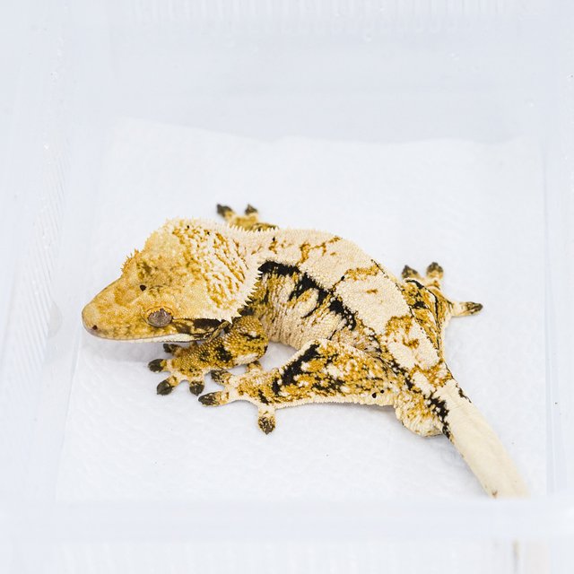 트라이 익스트림할리퀸