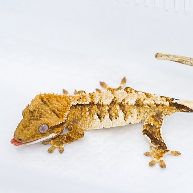 트라이 익스트림할리퀸