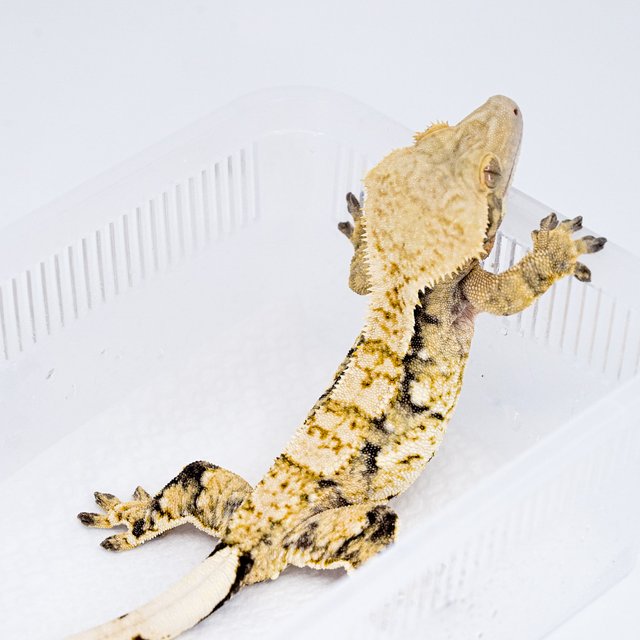 트라이 익스트림할리퀸