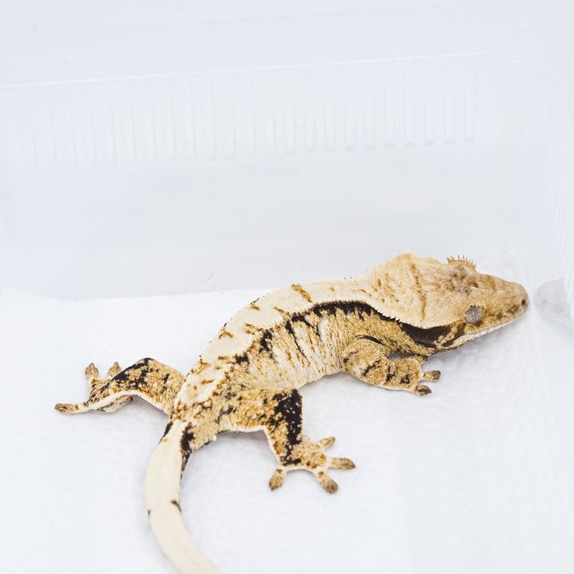 트라이 익스트림할리퀸