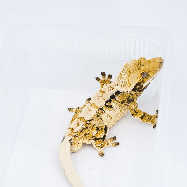 트라이 익스트림할리퀸