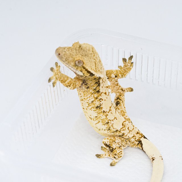 트라이 익스트림할리퀸