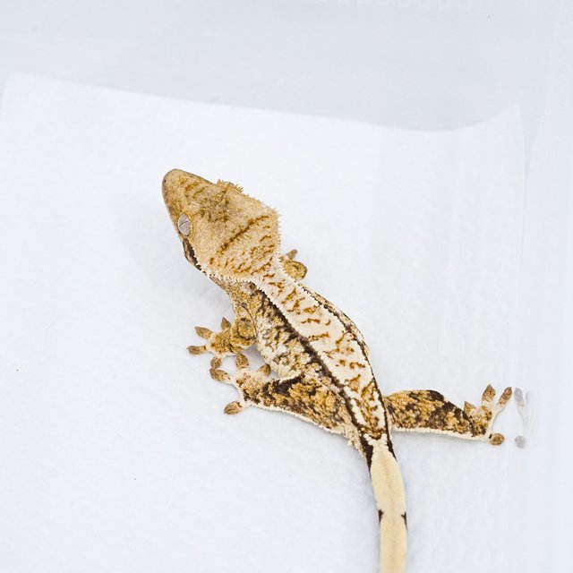 트라이 익스트림할리퀸