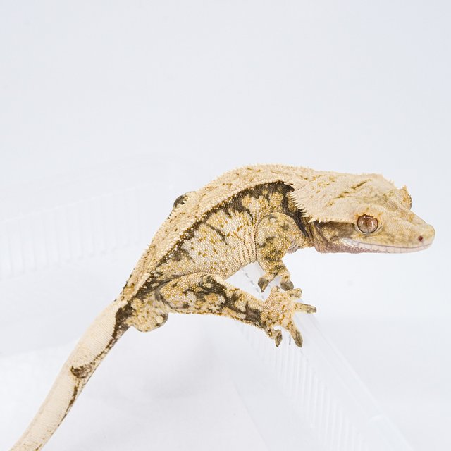 쿼드 핀스트라이프