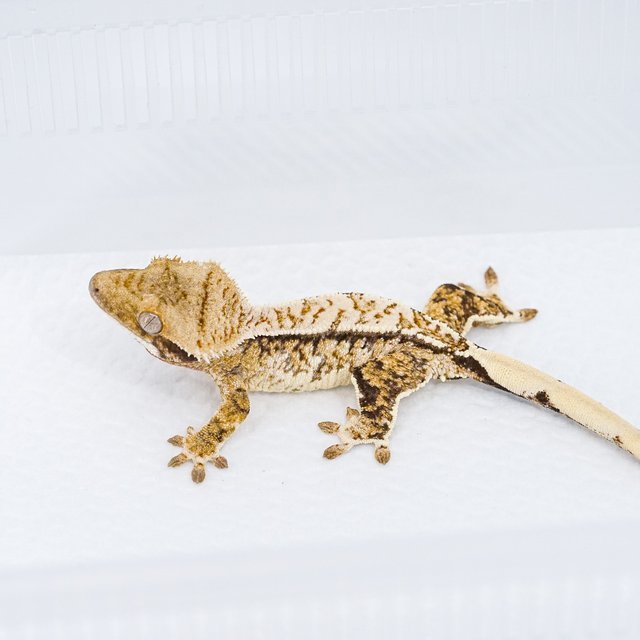 트라이 익스트림할리퀸