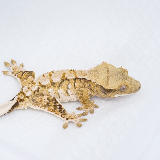 트라이 익스트림할리퀸