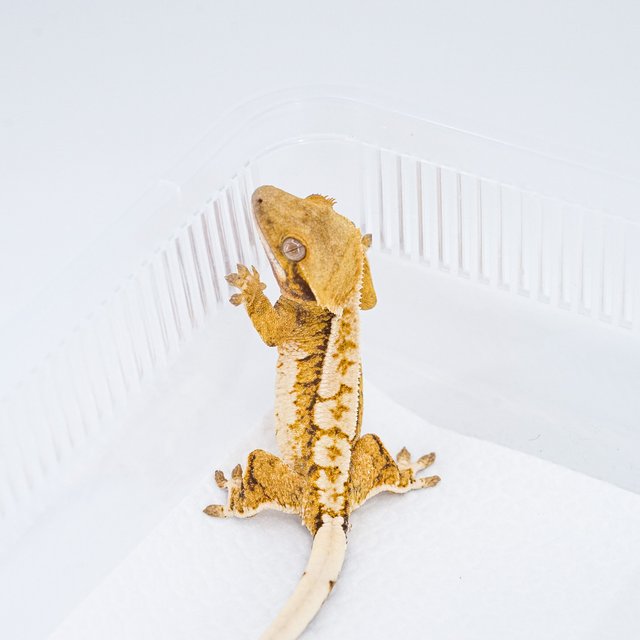 쿼드 핀스트라이프