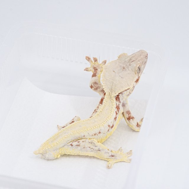 레드 릴리화이트