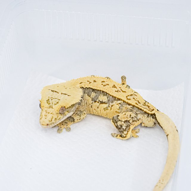 쿼드 핀스트라이프