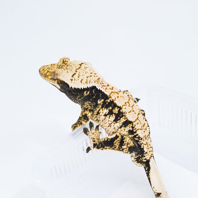 트라이 익스트림할리퀸