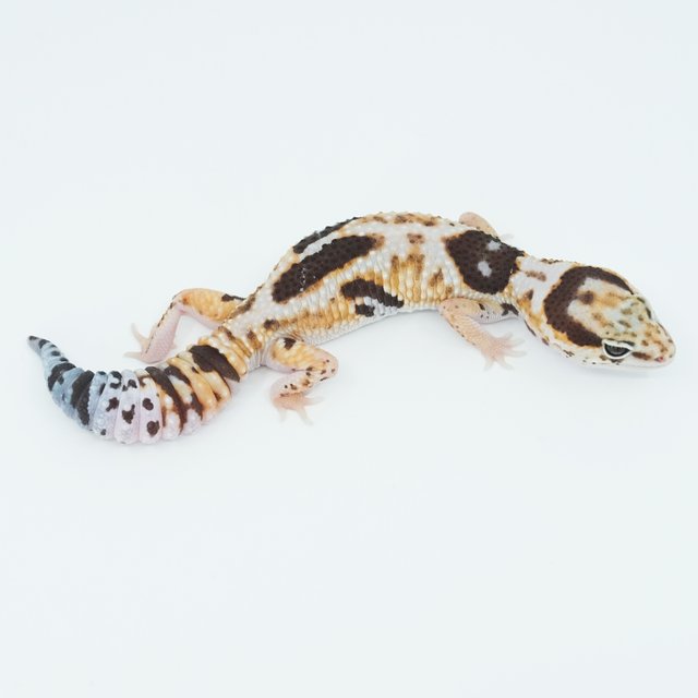 화이트아웃 헷 오레오