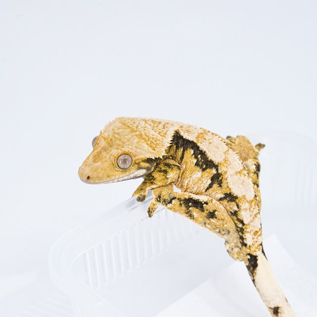 익스트림할리퀸