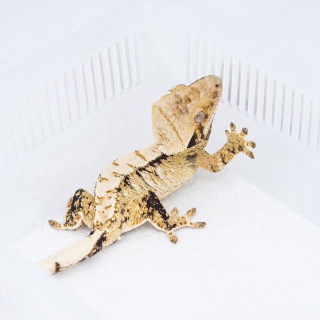 트라이 익스트림할리퀸