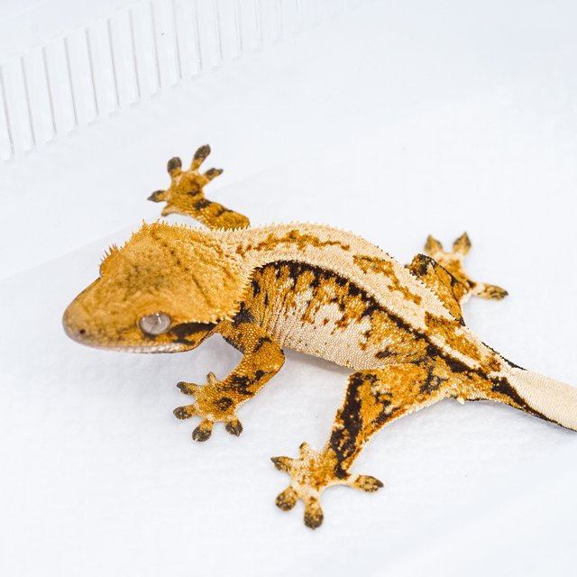 트라이 익스트림할리퀸