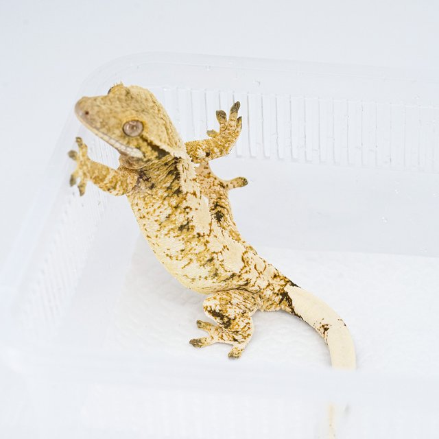 트라이 익스트림할리퀸