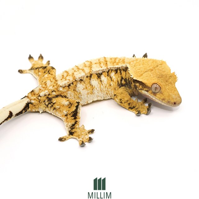 드리피 트라이 익스트림할리퀸