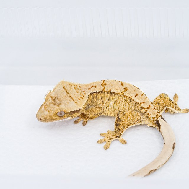 익스트림할리퀸