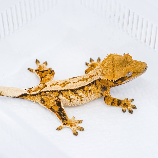 트라이 익스트림할리퀸