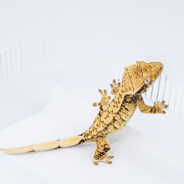 익스트림할리퀸