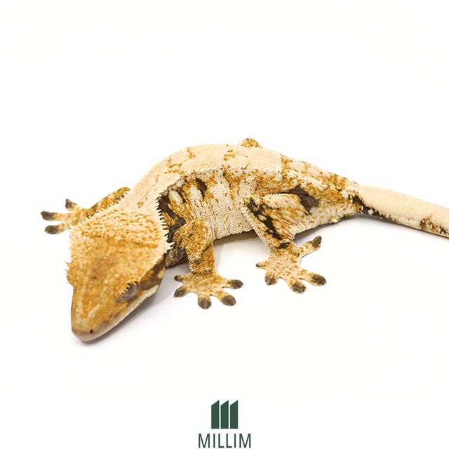 드리피 트라이 익스트림할리퀸