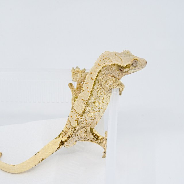 트라이 익스트림할리퀸