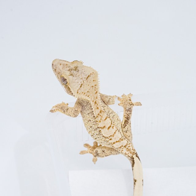 트라이 익스트림할리퀸