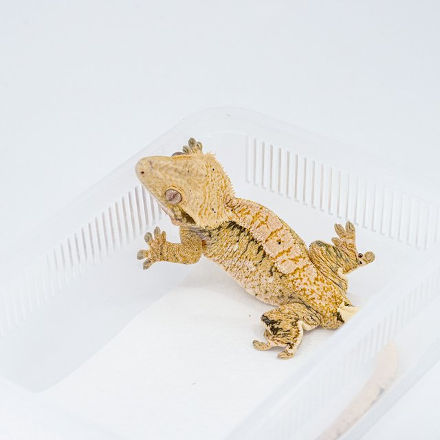 트라이 익스트림할리퀸