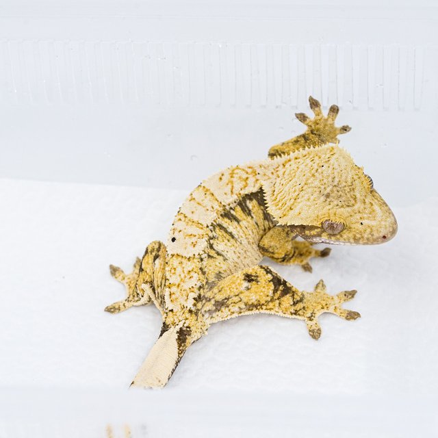 트라이 익스트림할리퀸