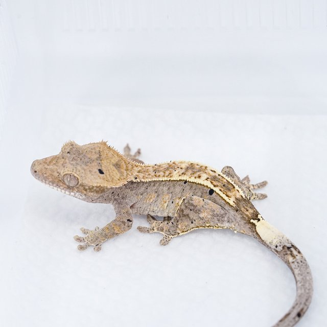 카푸치노 100%헷아잔틱