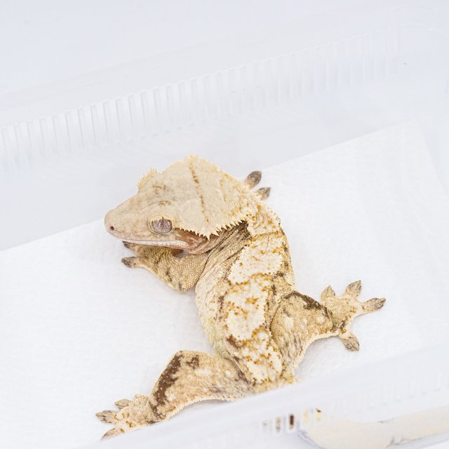 트라이 익스트림할리퀸