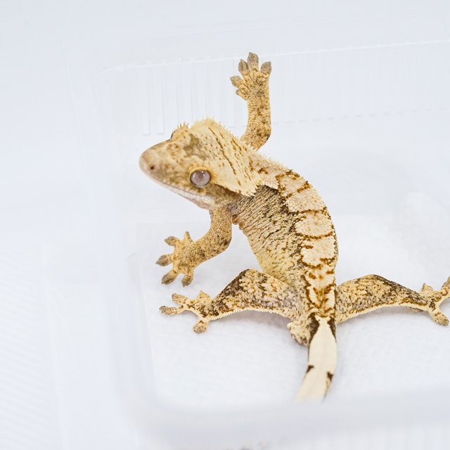 트라이 익스트림할리퀸