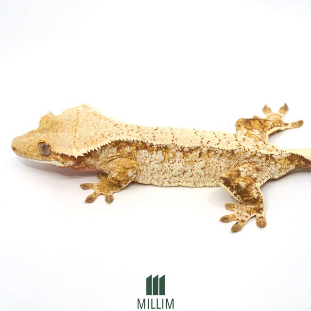 트라이 익스트림할리퀸