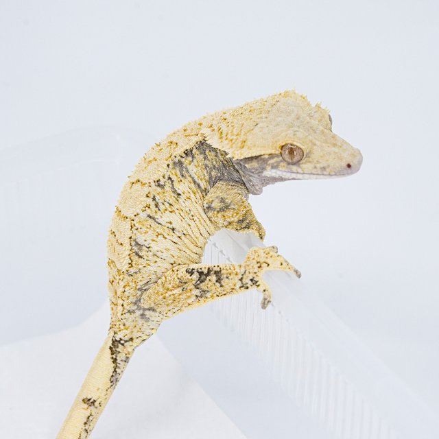 트라이 익스트림할리퀸