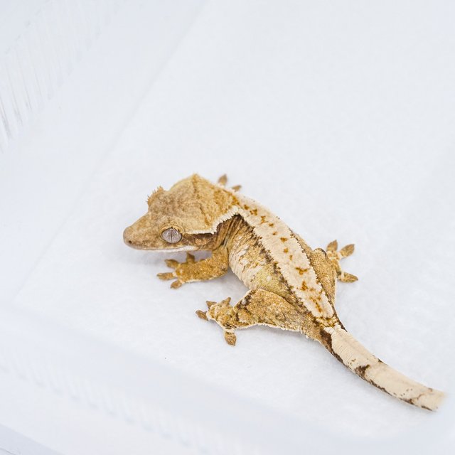 트라이 익스트림할리퀸