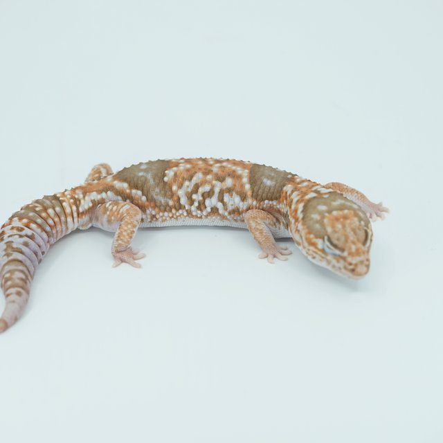 화이트아웃 카라멜 헷 고스트 줄루