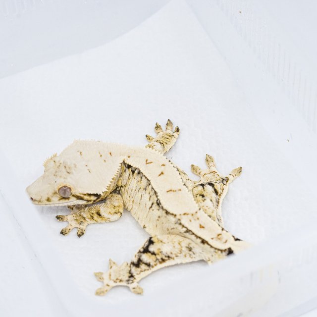 익스트림할리퀸