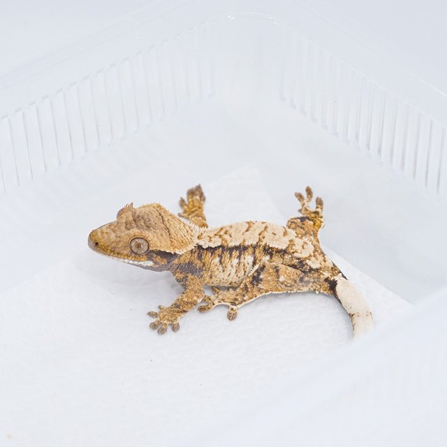 트라이 익스트림할리퀸