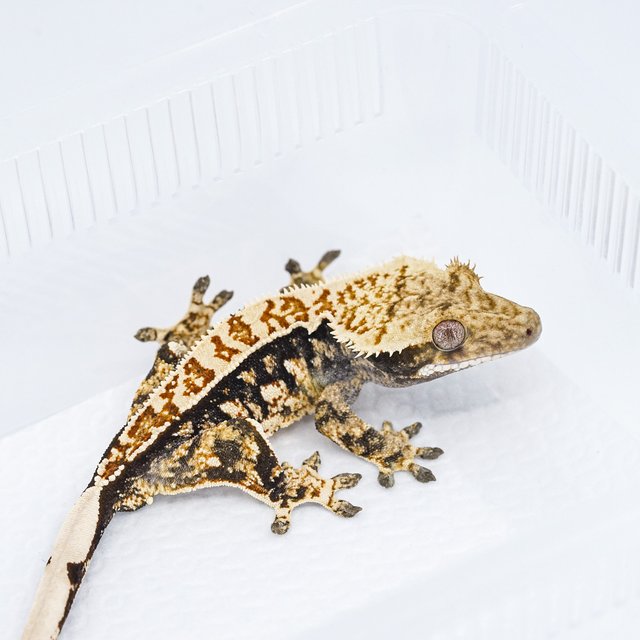 쿼드 핀스트라이프