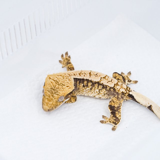 트라이 익스트림할리퀸