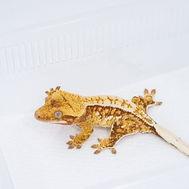 쿼드 핀스트라이프