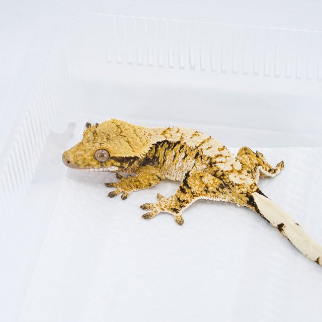 트라이 익스트림할리퀸