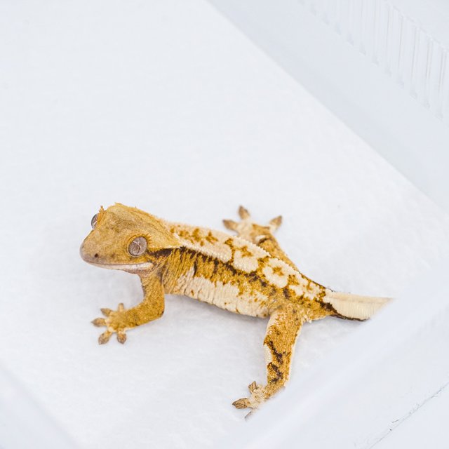 쿼드 핀스트라이프