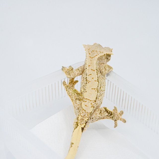 트라이 익스트림할리퀸