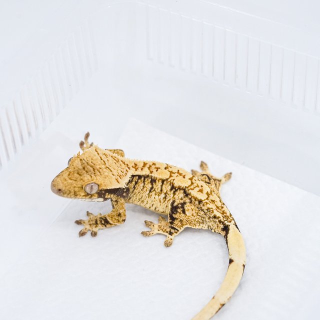 익스트림할리퀸